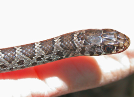 Black Racer